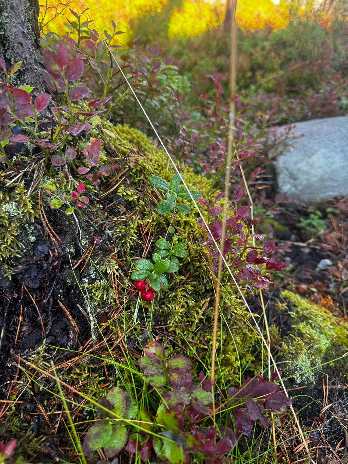 Экспедиция: Карелия